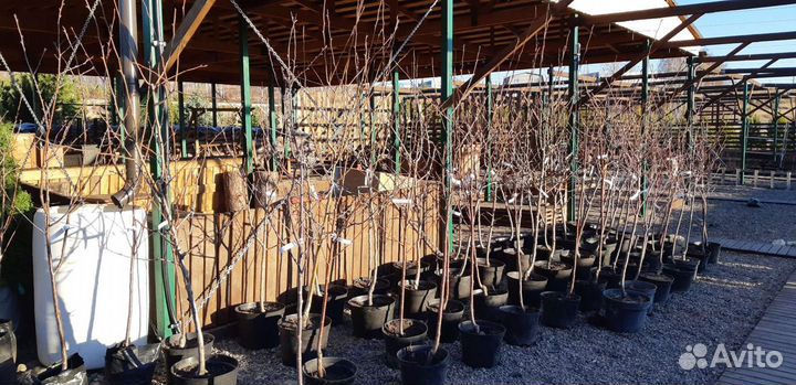 Саженцы груши для Сибири 2-5лет