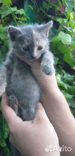 Кошка в дар