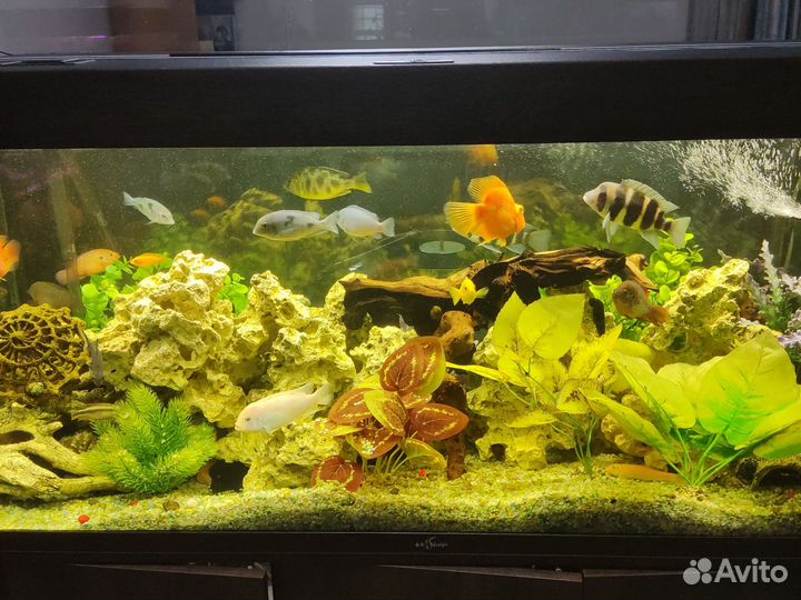 Аквариум