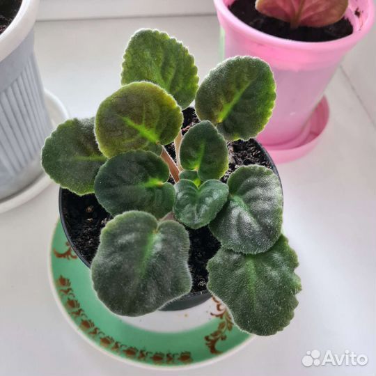 Фиалка фиолетовая комнатная в горшке (росток)