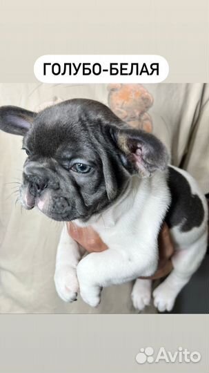 Французский бульдог