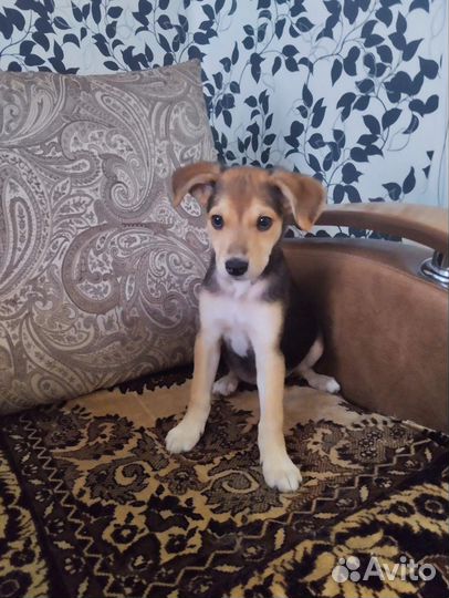 Щенок девочка в добрые руки