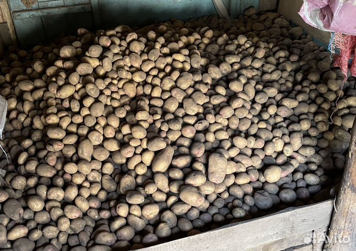 Картофель домашний