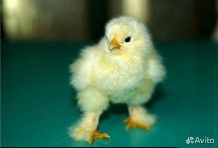 Цыплята Брама недельные и подросшие (3 нед)