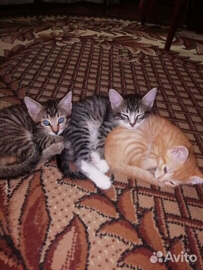 Котята