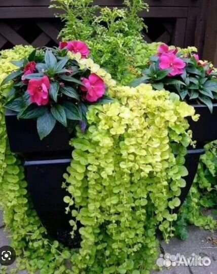 Вербейник монетчатый (лизимахия)