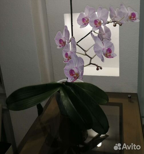 Орхидея фаленопсис
