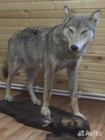 Чучело волка