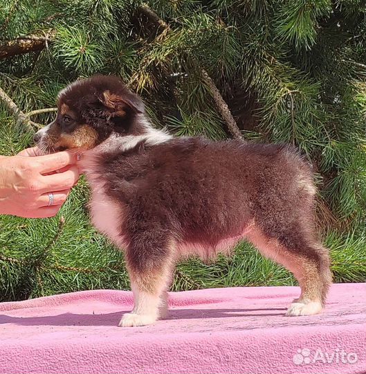 Австралийская овчарка