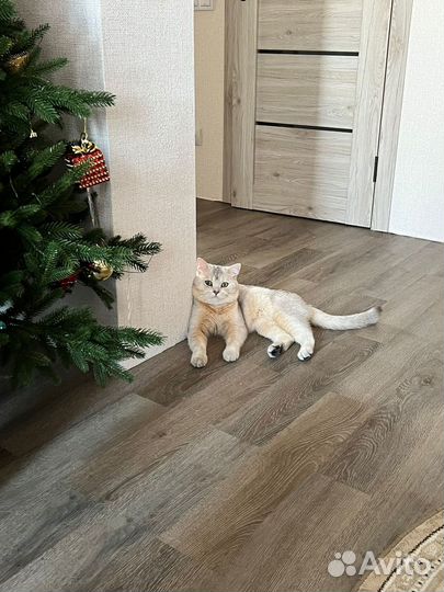 Вязка