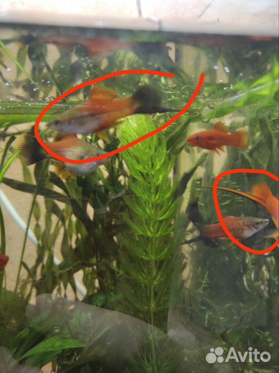 Продам меченосцев самцов