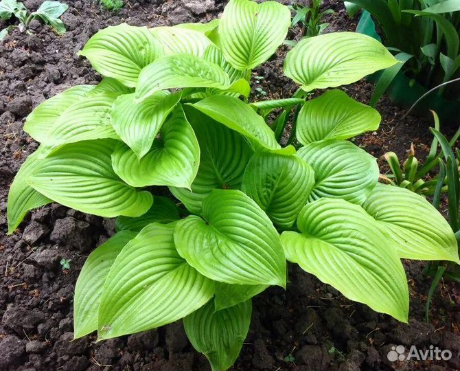 Хоста зеленая