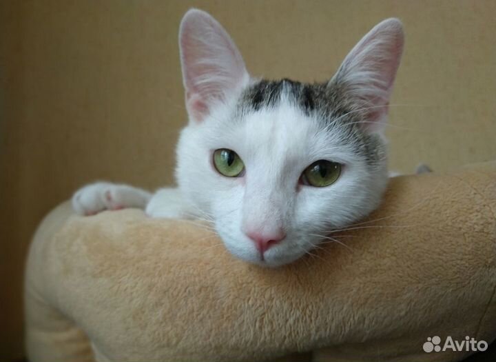 Классный котик ищет дом