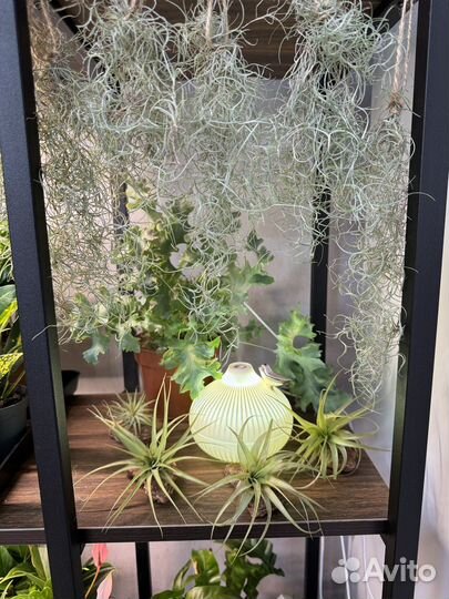 Тилландсия атмосферная