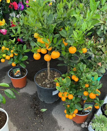 Мандарин Каламандин