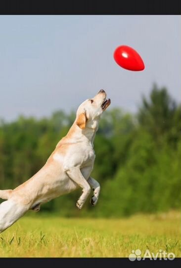 Неуловимое яйцо