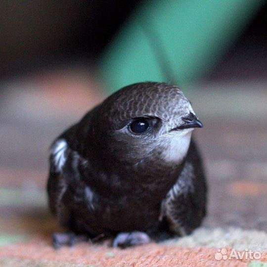 Мучник, корм для стрижа и других