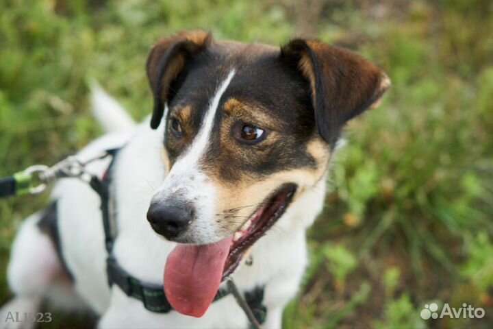 Собака в добрые руки. Джагер