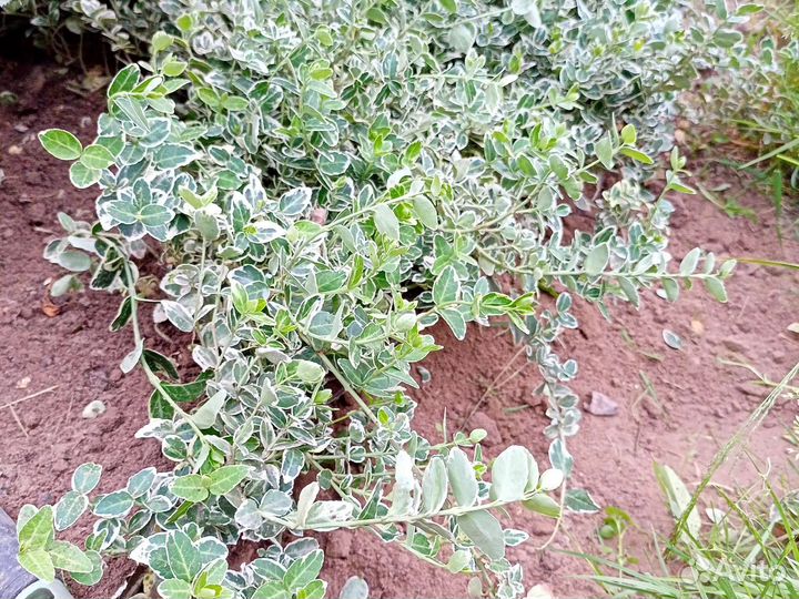 Бересклет Форчуна Emerald Gaiety