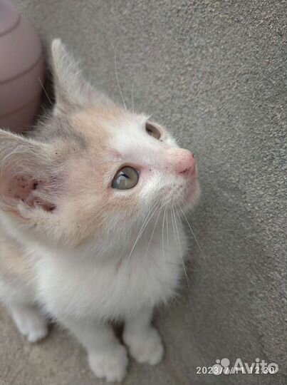 Помогите кормом для кошек