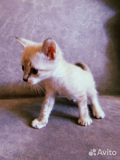 Котята в любящие руки