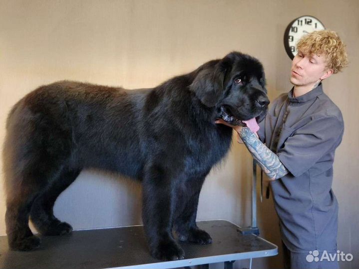 Стрижка собак/груминг