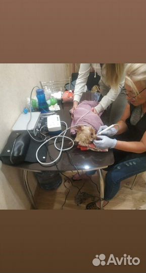 Чистка зубов ултразвуком У собак И кошек