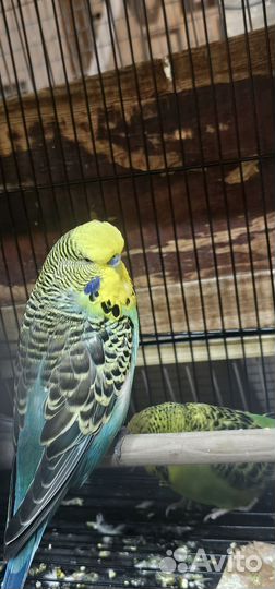 Выстовочный волнистый попугай