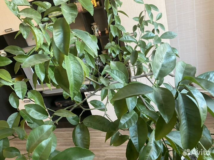 Мандариновое дерево 1,5м