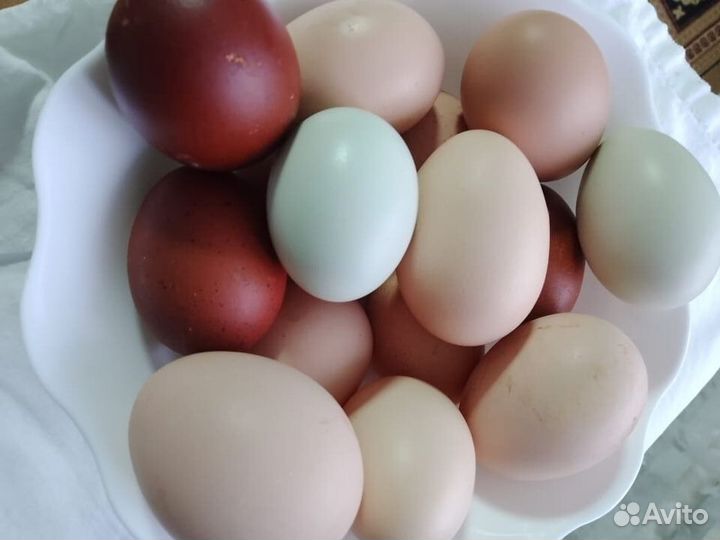 Яйцо куринное инкубационное разных пород кур