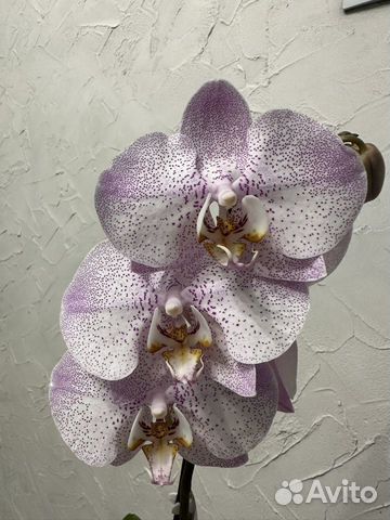 Орхидея фаленопсис Aalborg Ольборг