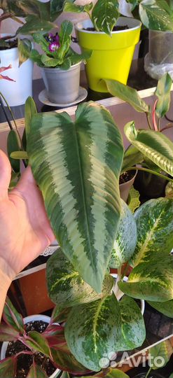 Комнатные цветы