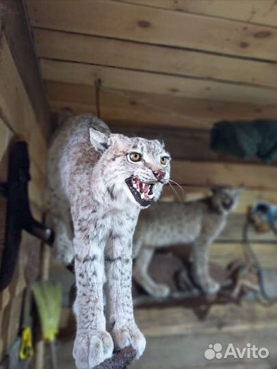 Таксидермия