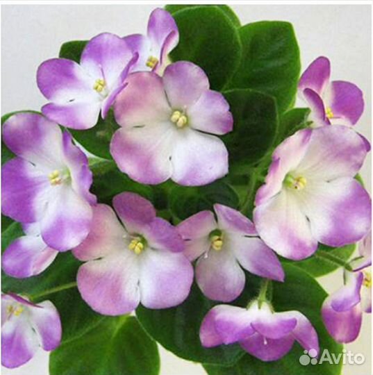 Мини фиалки