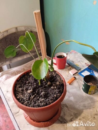 Монстера с большим горшком