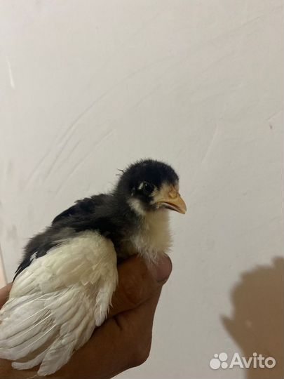 Цыплята мясо-яичных пород