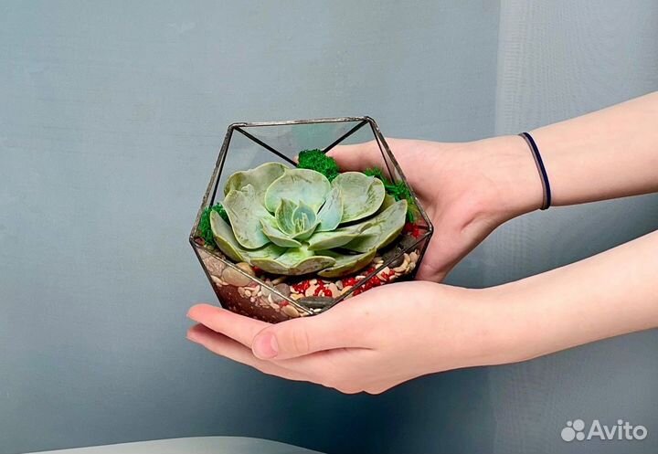 Флорариум с суккулентами в икосаэдре xs