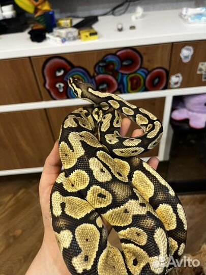 Передержка животных