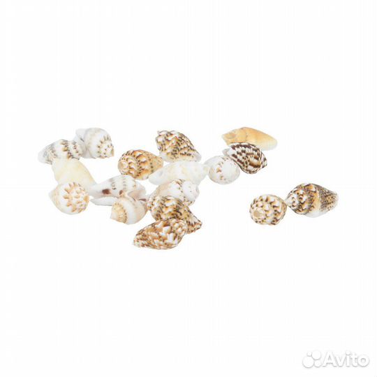 Ракушка декор, грунт