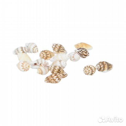 Ракушка декор, грунт