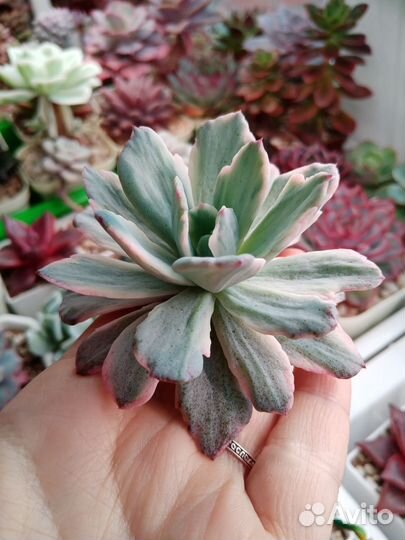 Суккуленты коллекционные