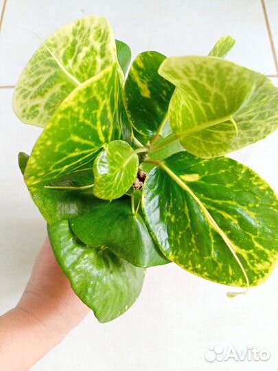 Кротон Paen Din Thong