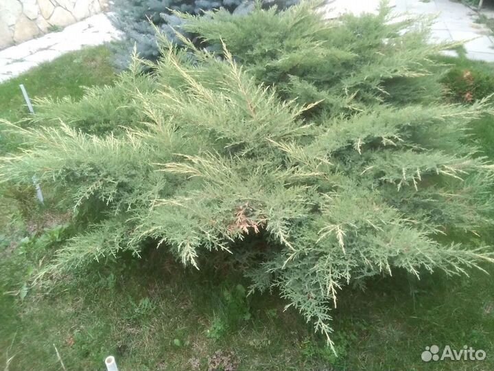 Можжевельник