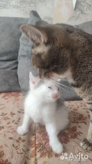 Кошка
