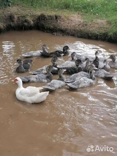 Индоутята. Индоутки. Петушки Билефельдер