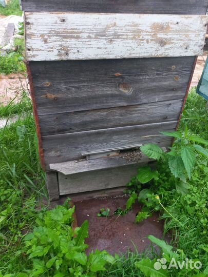 Пчелы и улья