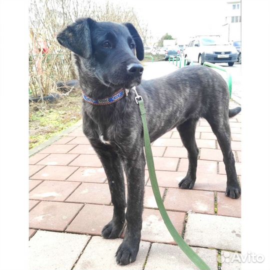 Собака стерильная привитая