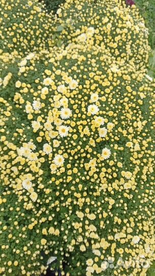 Хризантемы мультифлора