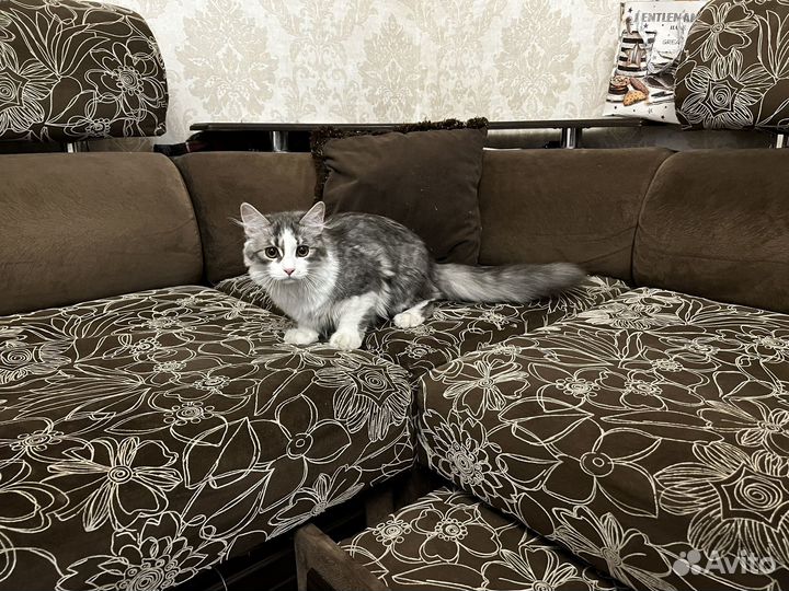 Котята метисы