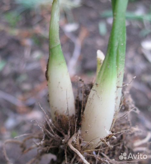 Черемша, лук медвежий (саженцы)